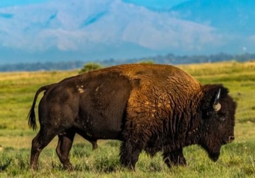 The Fascinating History of Arapahoe County, Colorado